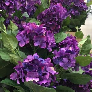 Meet your Posher, Cortney